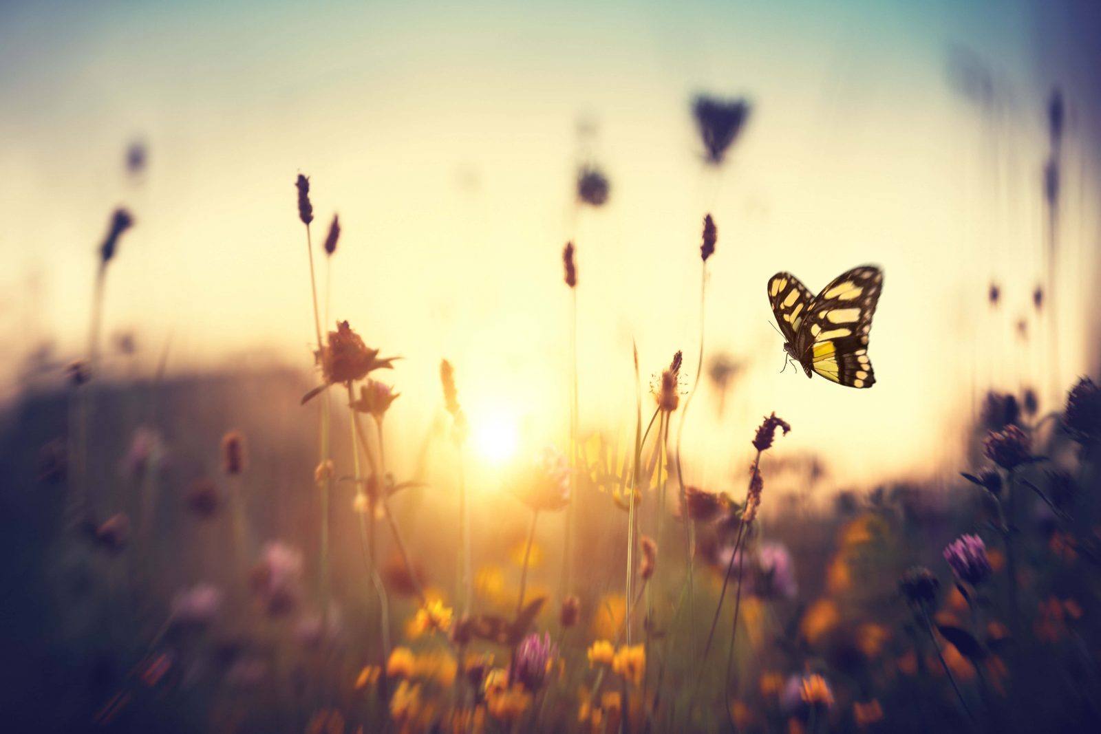 Feel Good Foliage – what is horticultural therapy?