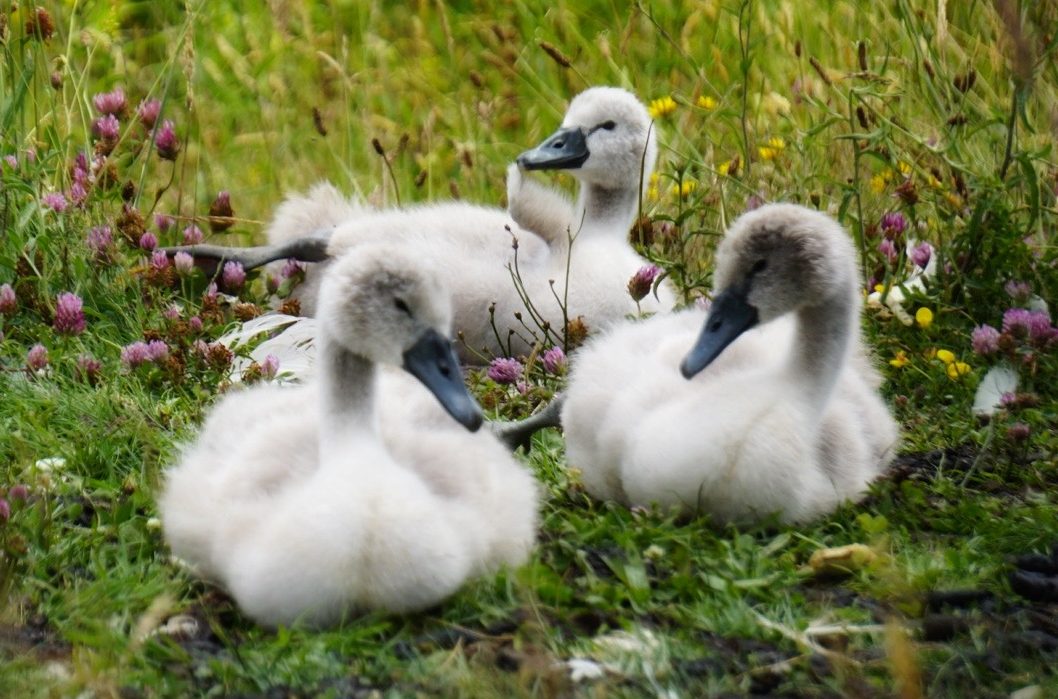 Meet & Greet with the RSPB